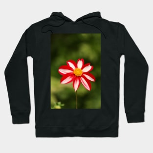 Red and white dahlia Hoodie